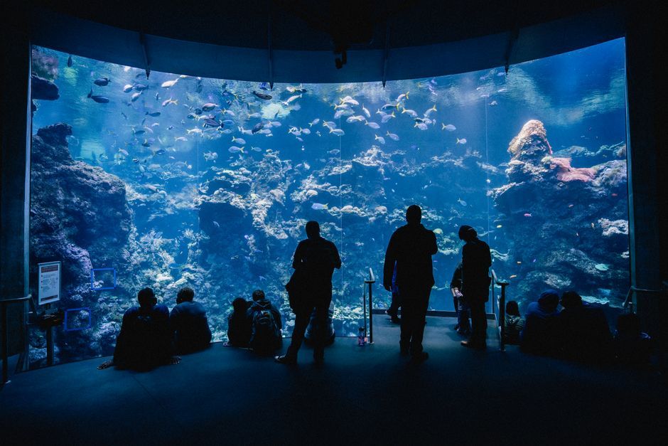 ชวนเที่ยวงาน “SEA THE CHANGE” นิทรรศการรักษ์ทะเล 360° ที่สยามพารากอน ถึง 12 ส.ค. นี้